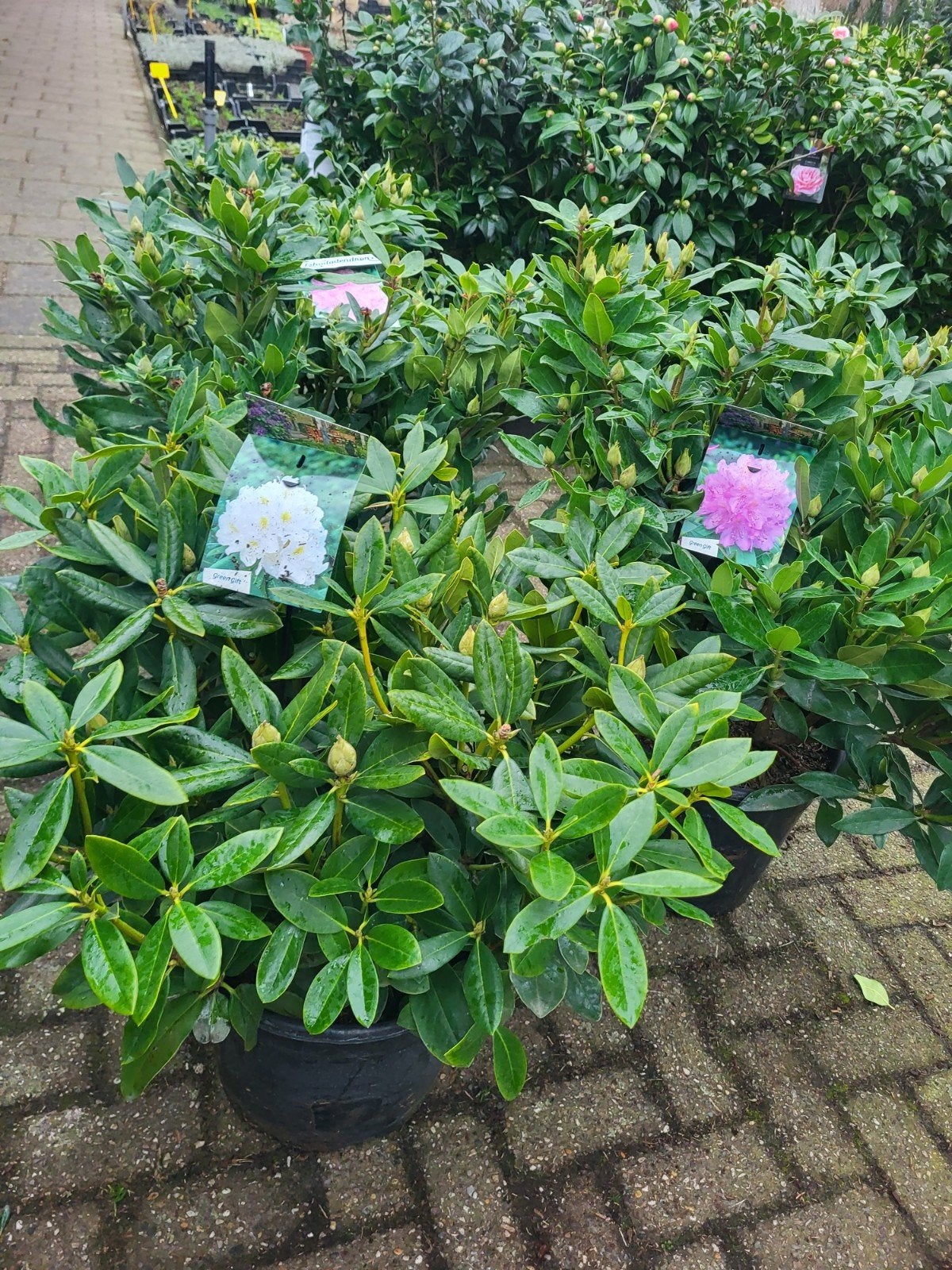 rhododendron xxl !! mooie grote volle planten, Ophalen of Verzenden, Minder dan 100 cm