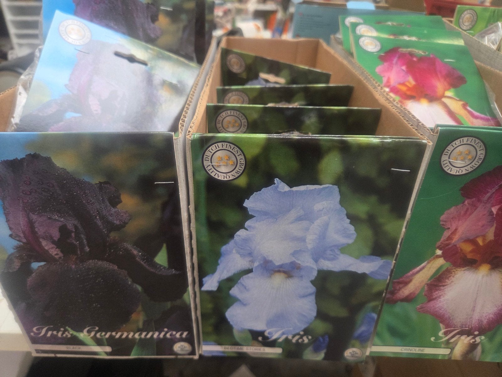 Iris Germanica en Iris 'Bedtime Stories' - Bloembollen, Ophalen of Verzenden, Najaar, Volle zon, Bloembol