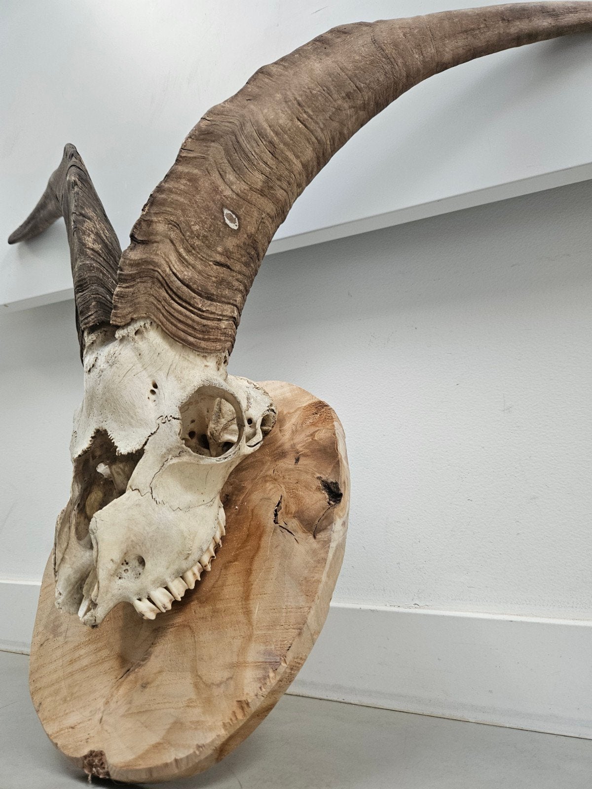 Schedel Steenbok (Ibex) op Rustiek Houten Schild 50 cm hoorn, Verzamelen, Ophalen of Verzenden, Gebruikt