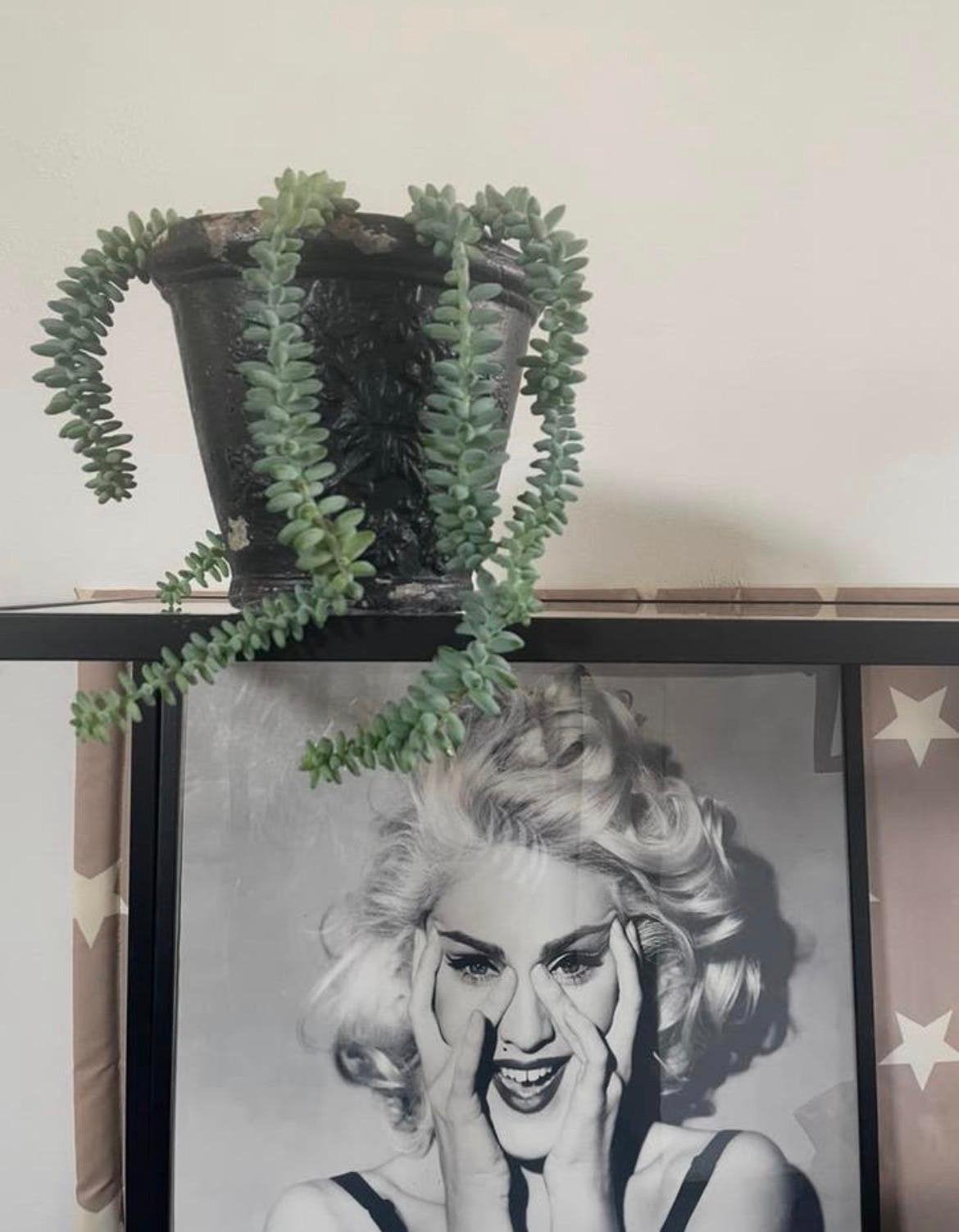Leuke vintage bloempotten BIO kamerplanten ezelstaartjes, Overige soorten, In pot, Minder dan 100 cm, Bloeiende kamerplant