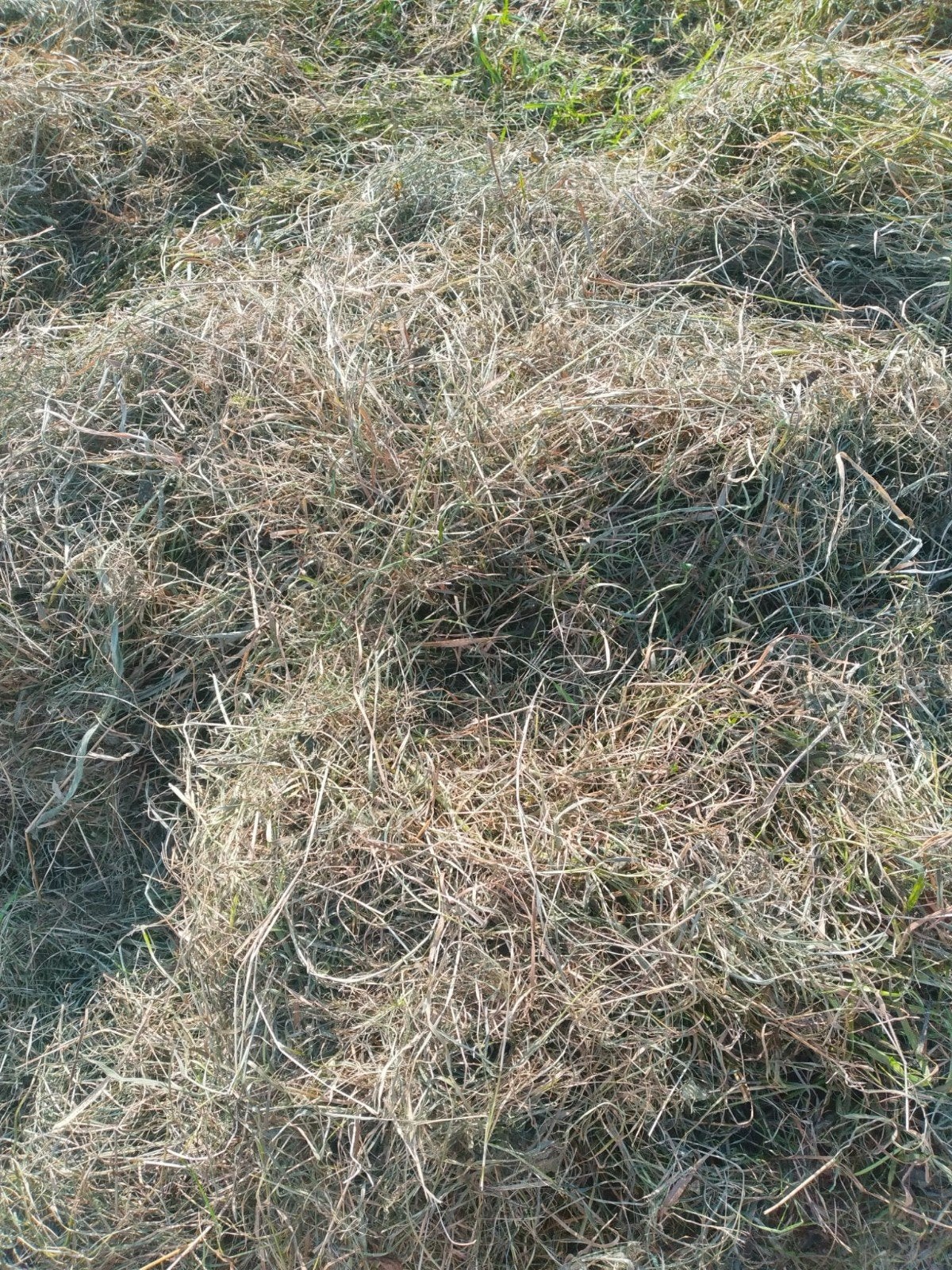midibalen 9 stuks, Dieren en Toebehoren, Ophalen, Vee