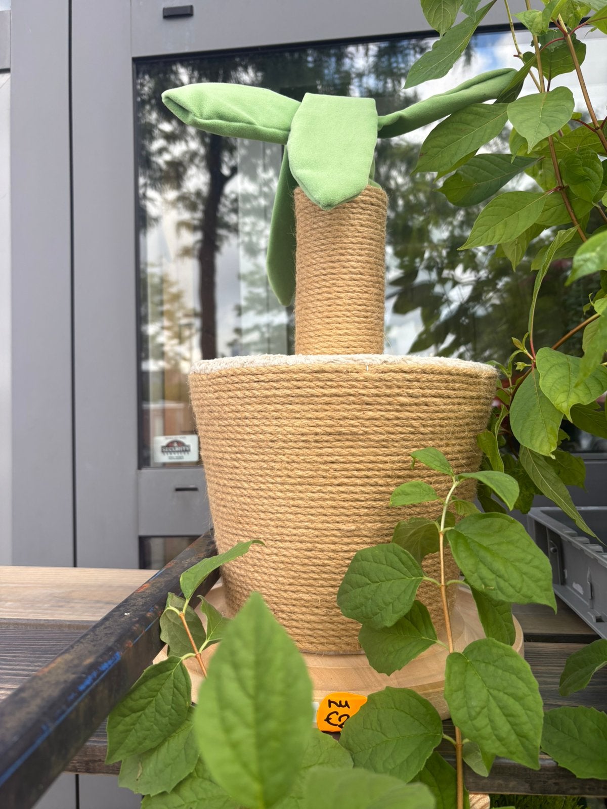 Krabpaal cactus, Ophalen of Verzenden, Nieuw, Krabpaal