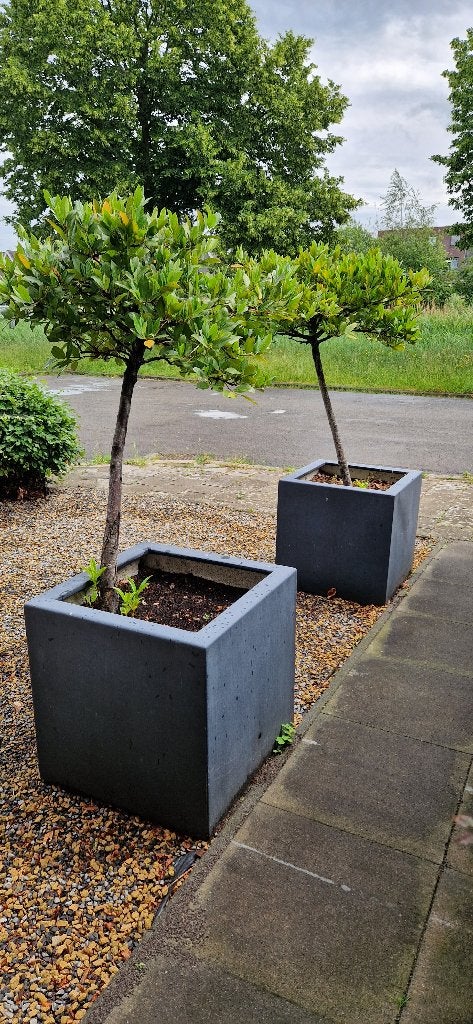 Plantenbak plus laurierkers boom, Tuin en Terras, Bloembakken en Plantenbakken, Ophalen, Kunststof, Vierkant, Zo goed als nieuw
