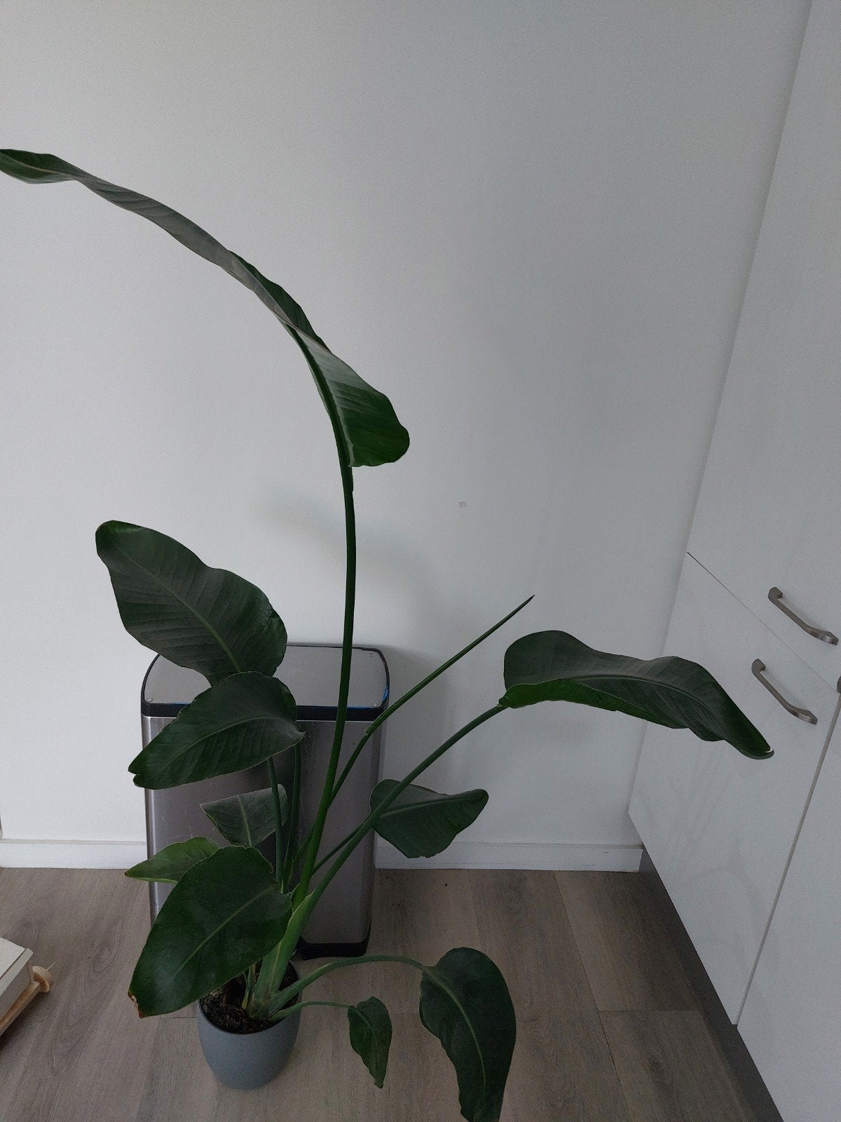 kamerplant, Huis en Inrichting, Ophalen, Halfschaduw, 100 tot 150 cm