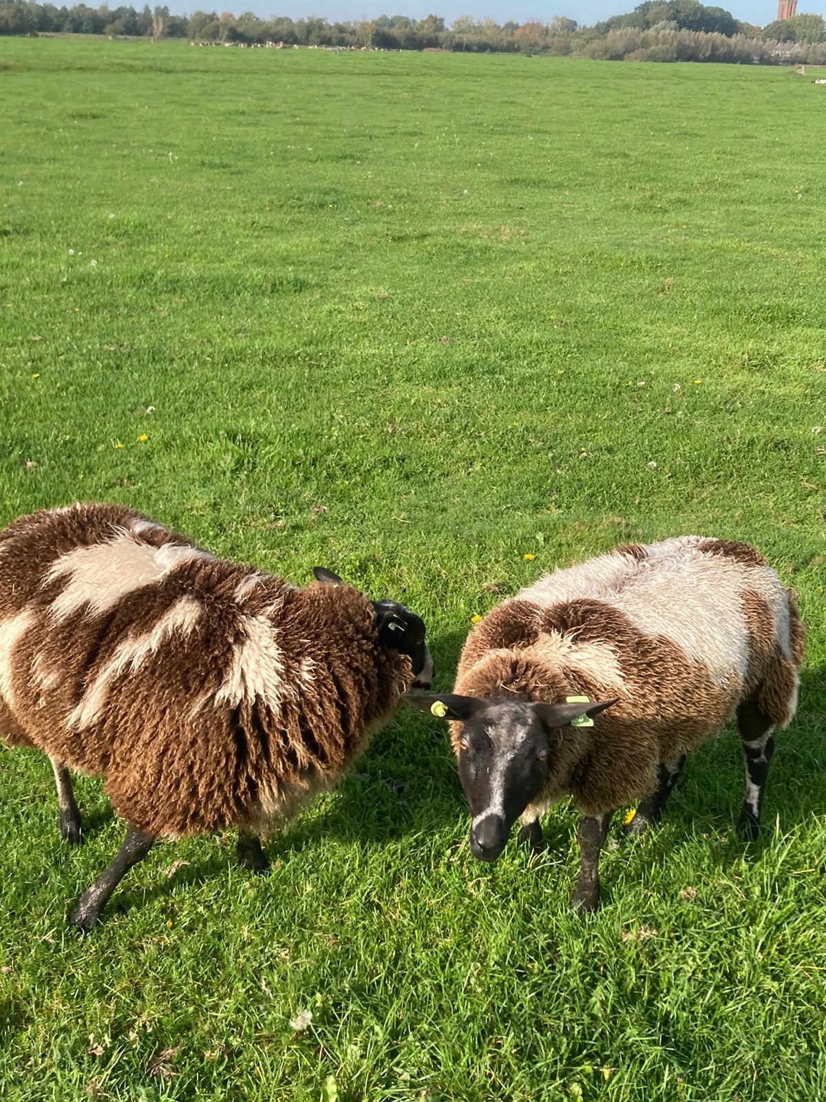 5 bonte ooien stamboek, Dieren en Toebehoren, Vrouwelijk, Schaap