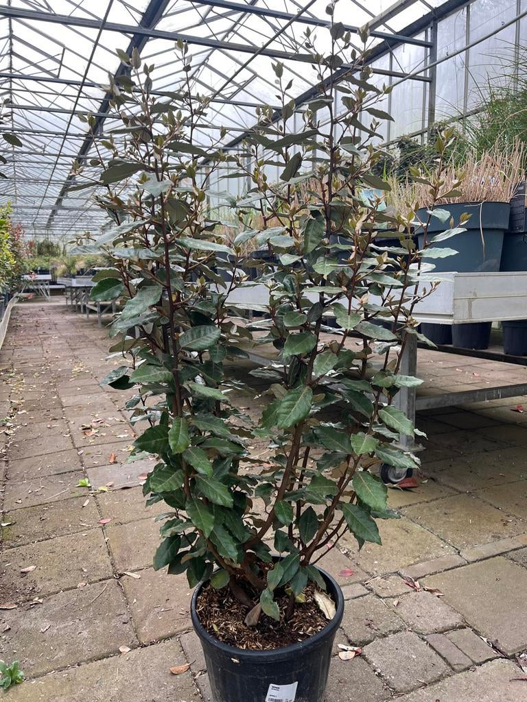 Elaeagnus Ebbingei struikvormige olijfwilg €24,95, Overige soorten, Vaste plant, Ophalen of Verzenden, Bloeit niet