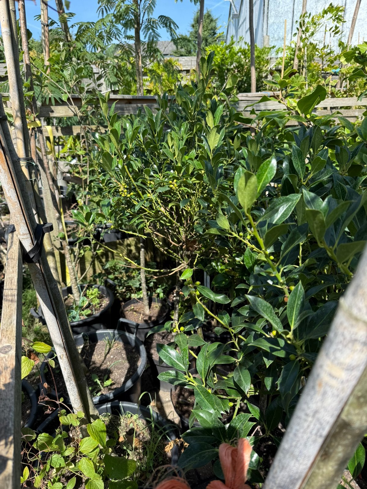 Hulst nelly stevens op stam of struik zomer wintergroen, Tuin en Terras, Planten | Tuinplanten, Vaste plant, Halfschaduw, Herfst