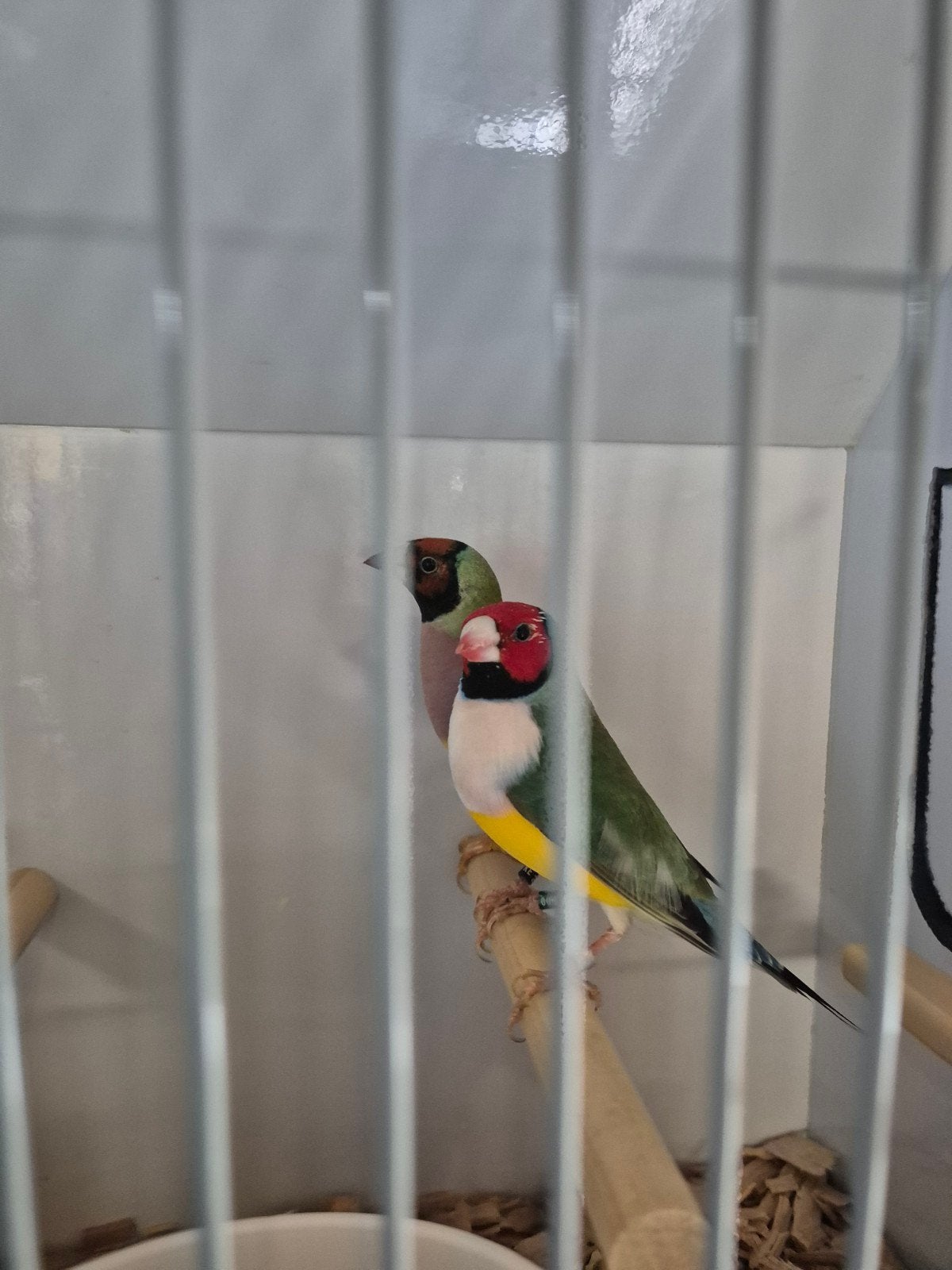 gouladamadines, Dieren en Toebehoren, Meerdere dieren, Tropenvogel, Geringd