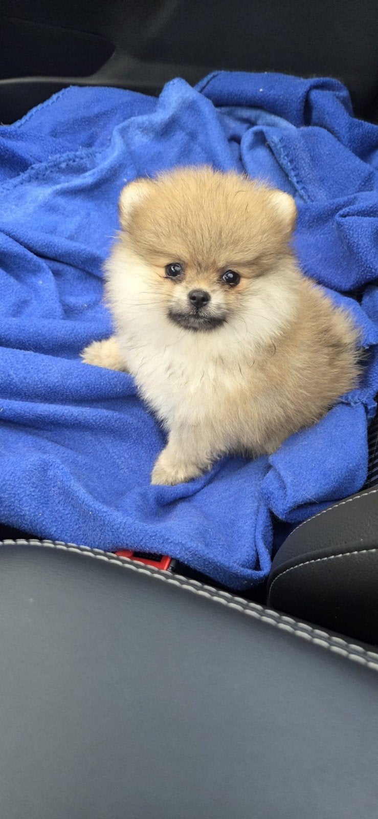 Pomeriaan | pomeranian | dwergkees pups, Fokker | Hobbymatig, Keeshond, 15 weken tot 1 jaar, Buitenland