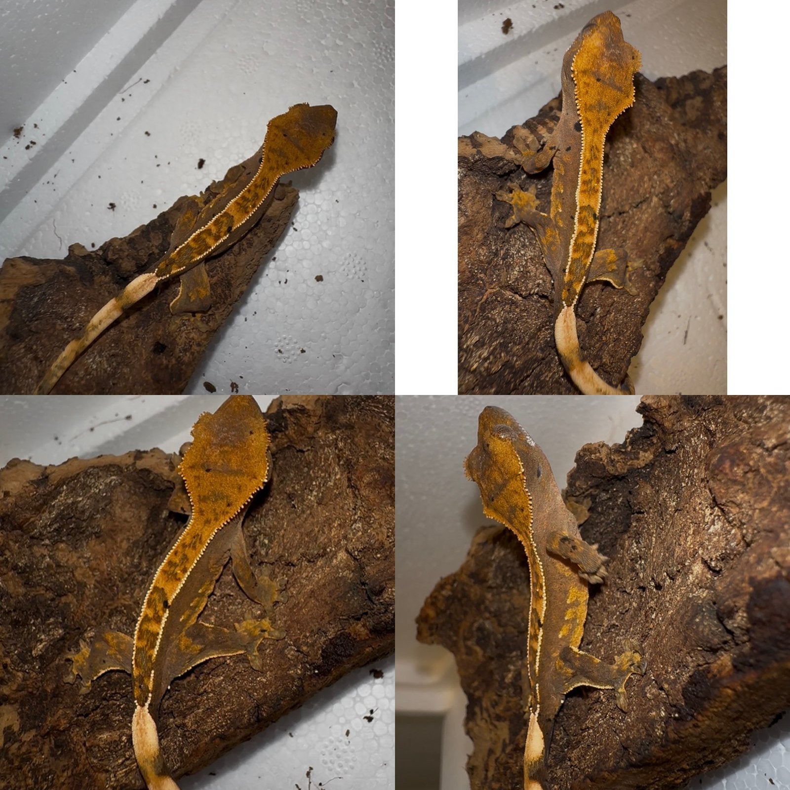 Wimpergekko baby, Dieren en Toebehoren, Reptielen en Amfibieën, Hagedis, 0 tot 2 jaar, Tam