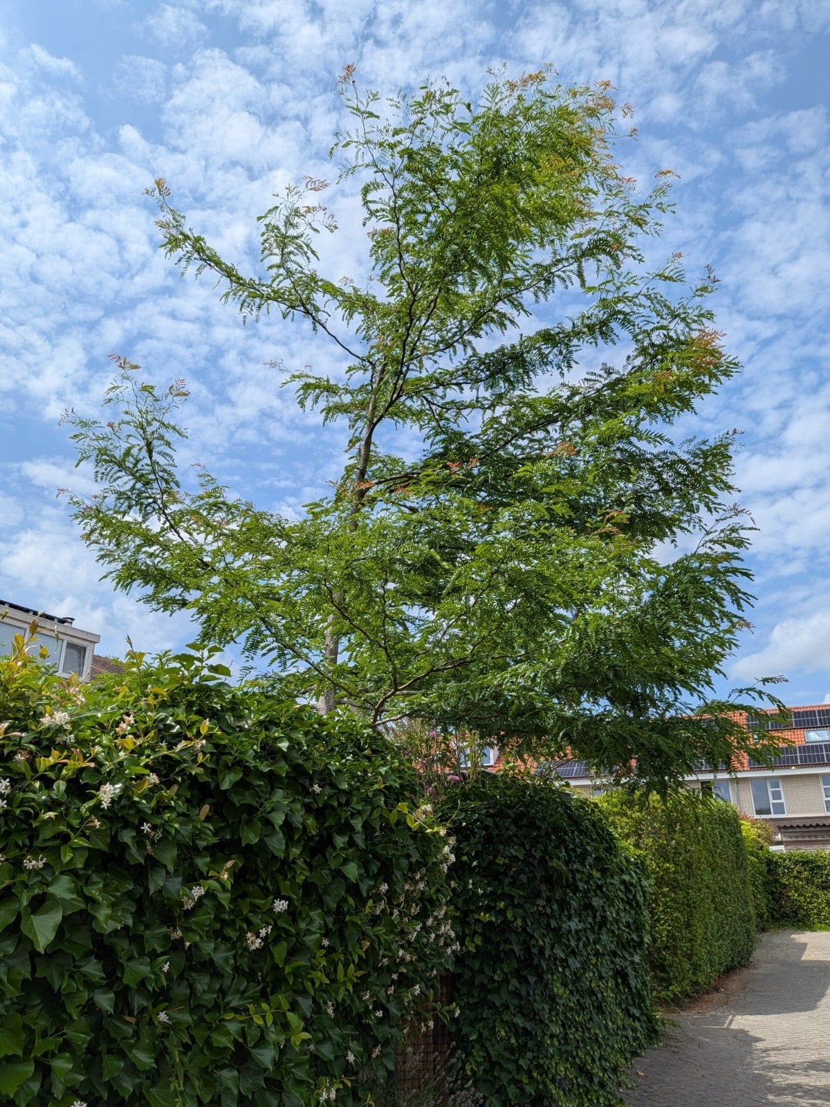 Gleditsia triacanthos 'Sunburst' (Valse Christusdoorn), Bloeit niet, Overige soorten, 400 cm of meer, Ophalen