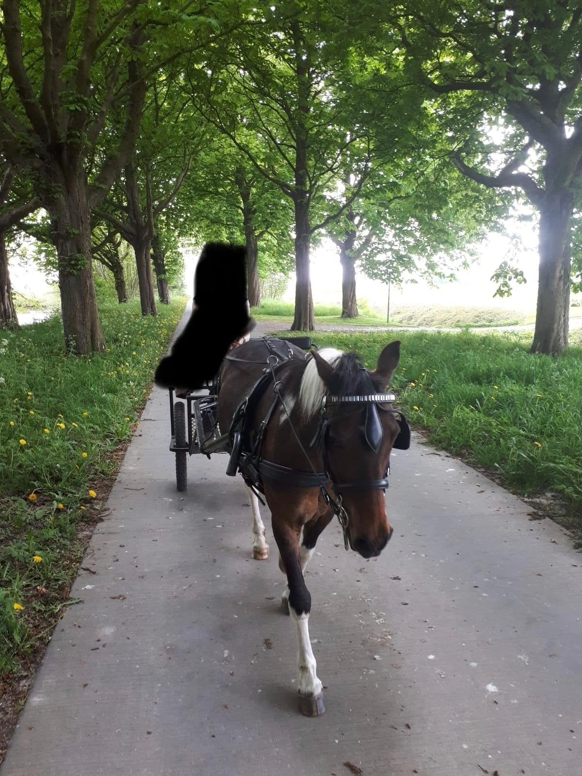 Mooi ponytuig en een sulky., Ophalen, Gebruikt, Pony
