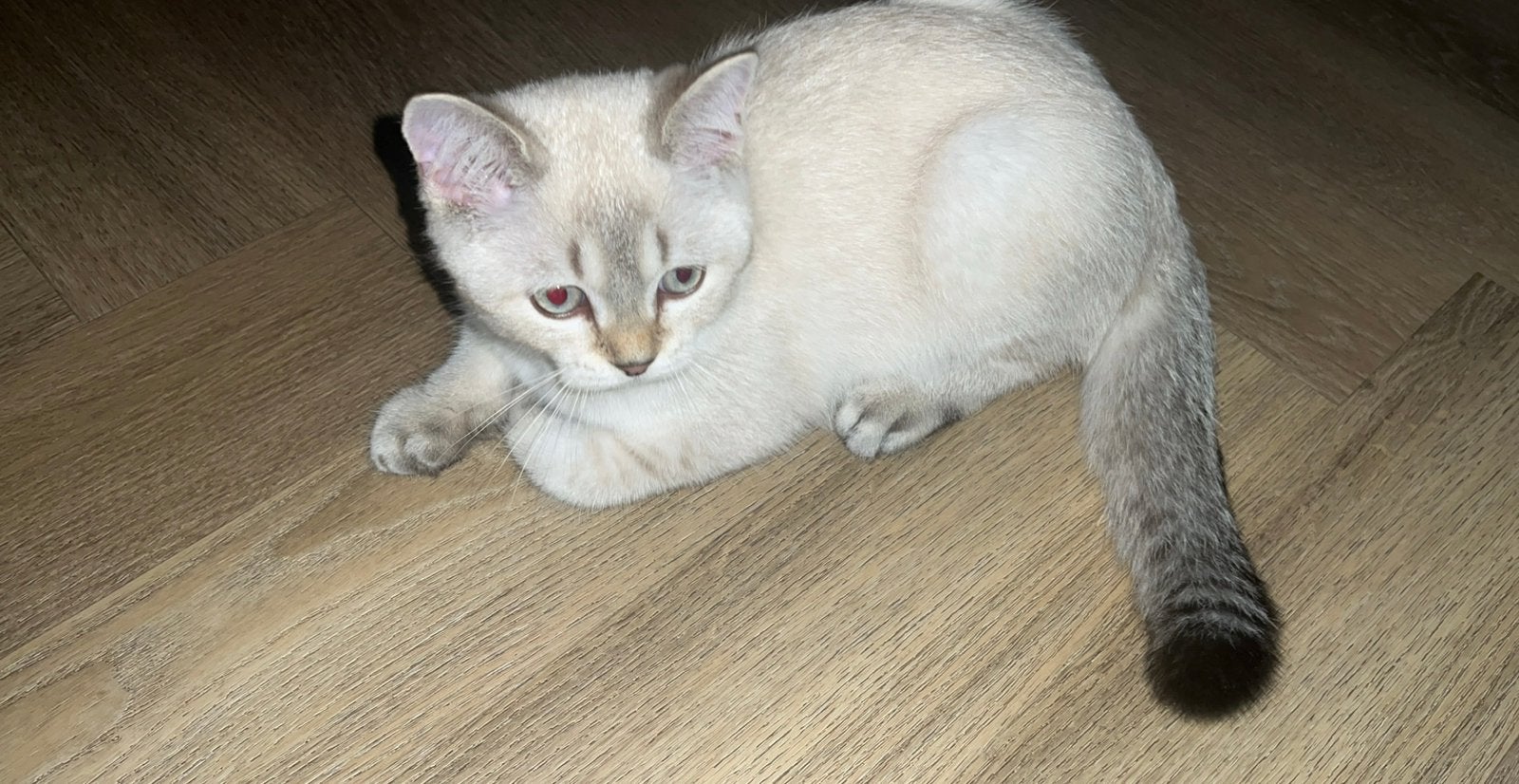 Lieve Britse korthaar kitten., Kater