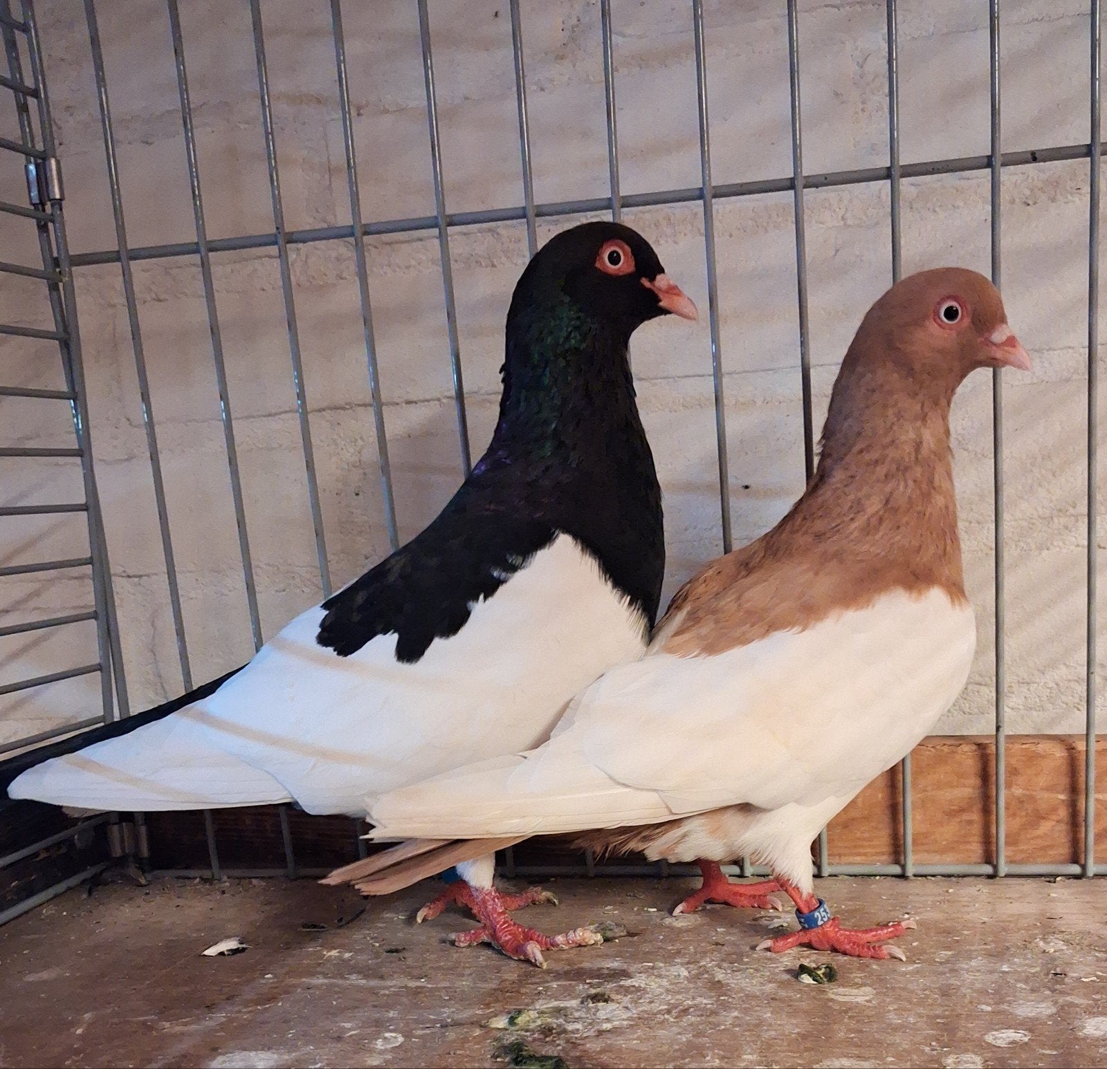 koppel ekster duiven, Dieren en Toebehoren, Vogels | Duiven, Meerdere dieren, Overige soorten
