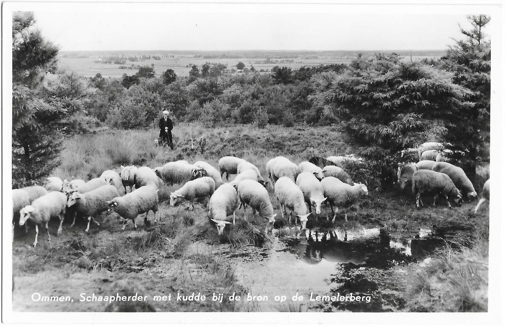 Ommen, Schaapherder, schapen, bron, Lemelerberg, Verzenden, 1940 tot 1960, Gelopen, Overijssel