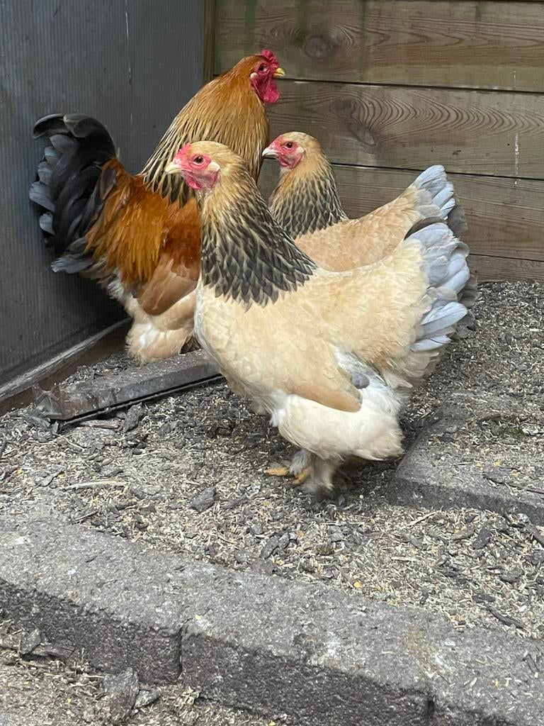 Broedeieren Brahma kriel buff blauw columbia, Dieren en Toebehoren, Pluimvee, Geslacht onbekend, Kip