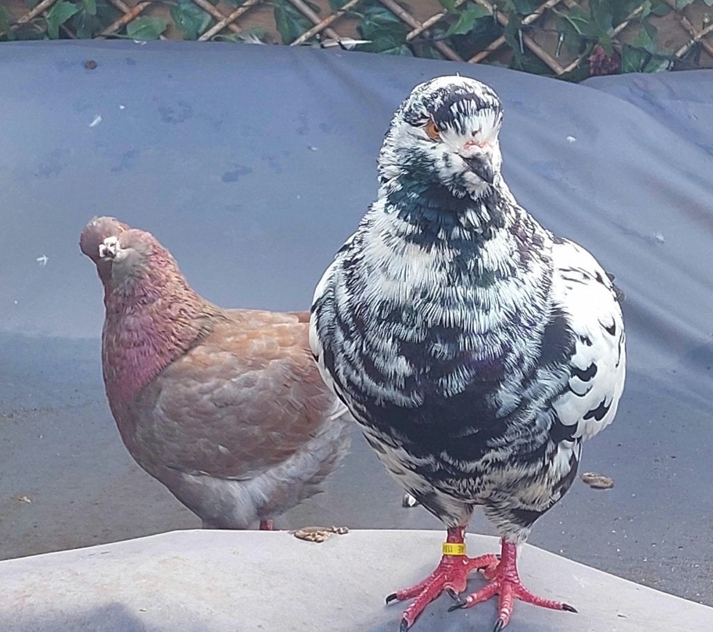 King duiven, Meerdere dieren, Overige soorten