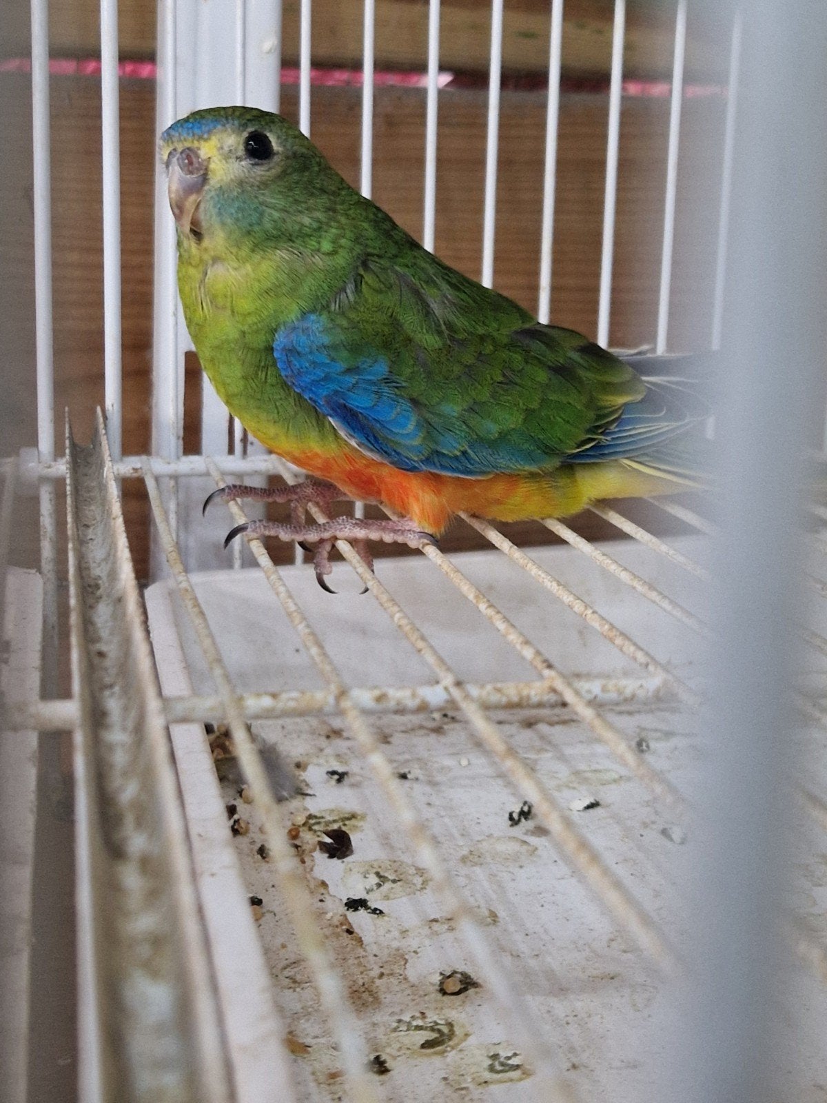 turquoisine poppen, Dieren en Toebehoren, Vogels | Parkieten en Papegaaien, Vrouwelijk, Parkiet