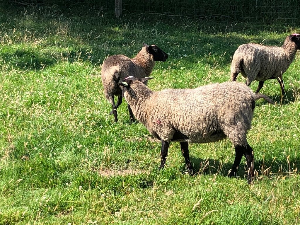 4 mooie jonge Romanov ooien, Dieren en Toebehoren, Vrouwelijk, Schaap