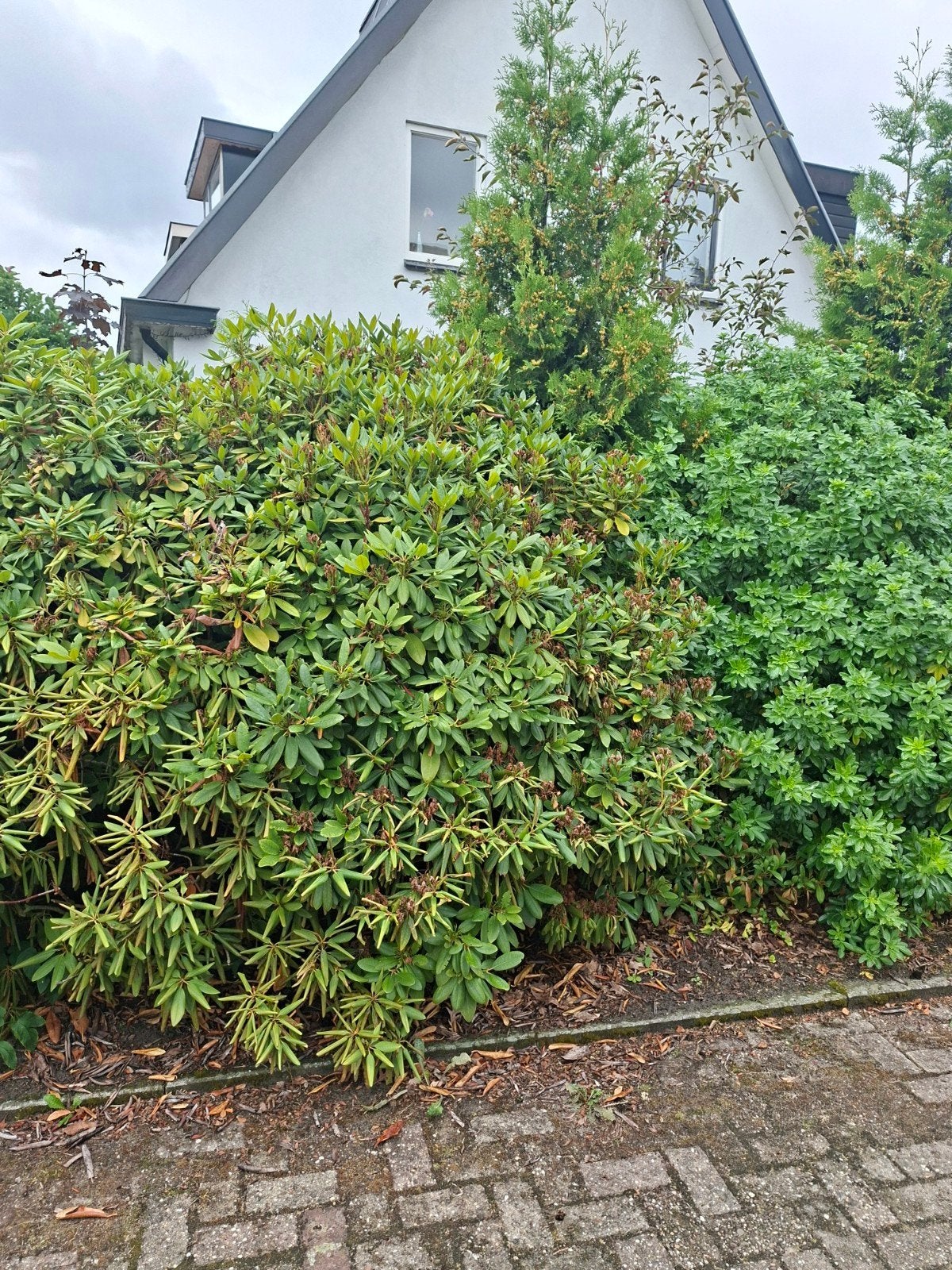 gratis tuinplanten rododendron alles mag mee, Ophalen of Verzenden, Overige soorten, Minder dan 100 cm