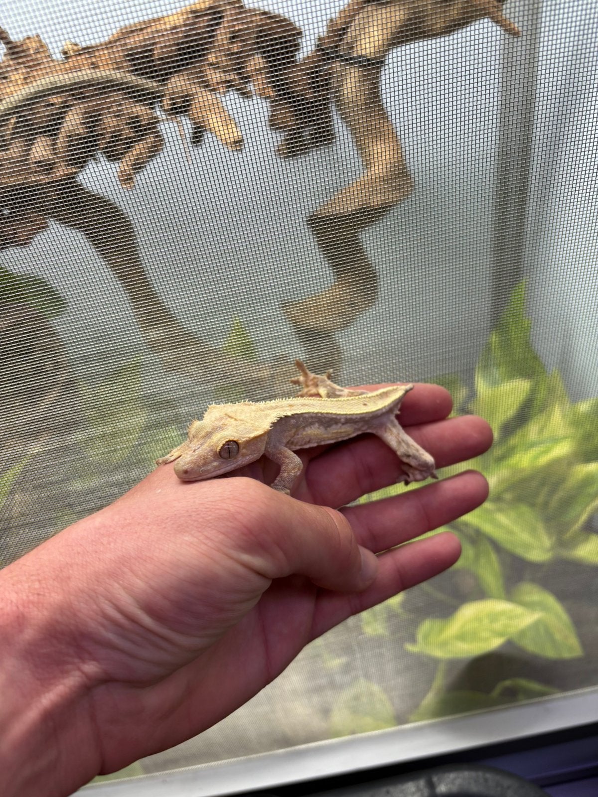Wimpergekko lilly white Crested Gecko photo 2