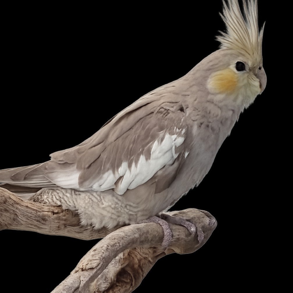 Gezocht: bleekmasker valkparkiet pop, Dieren en Toebehoren, Vogels | Parkieten en Papegaaien