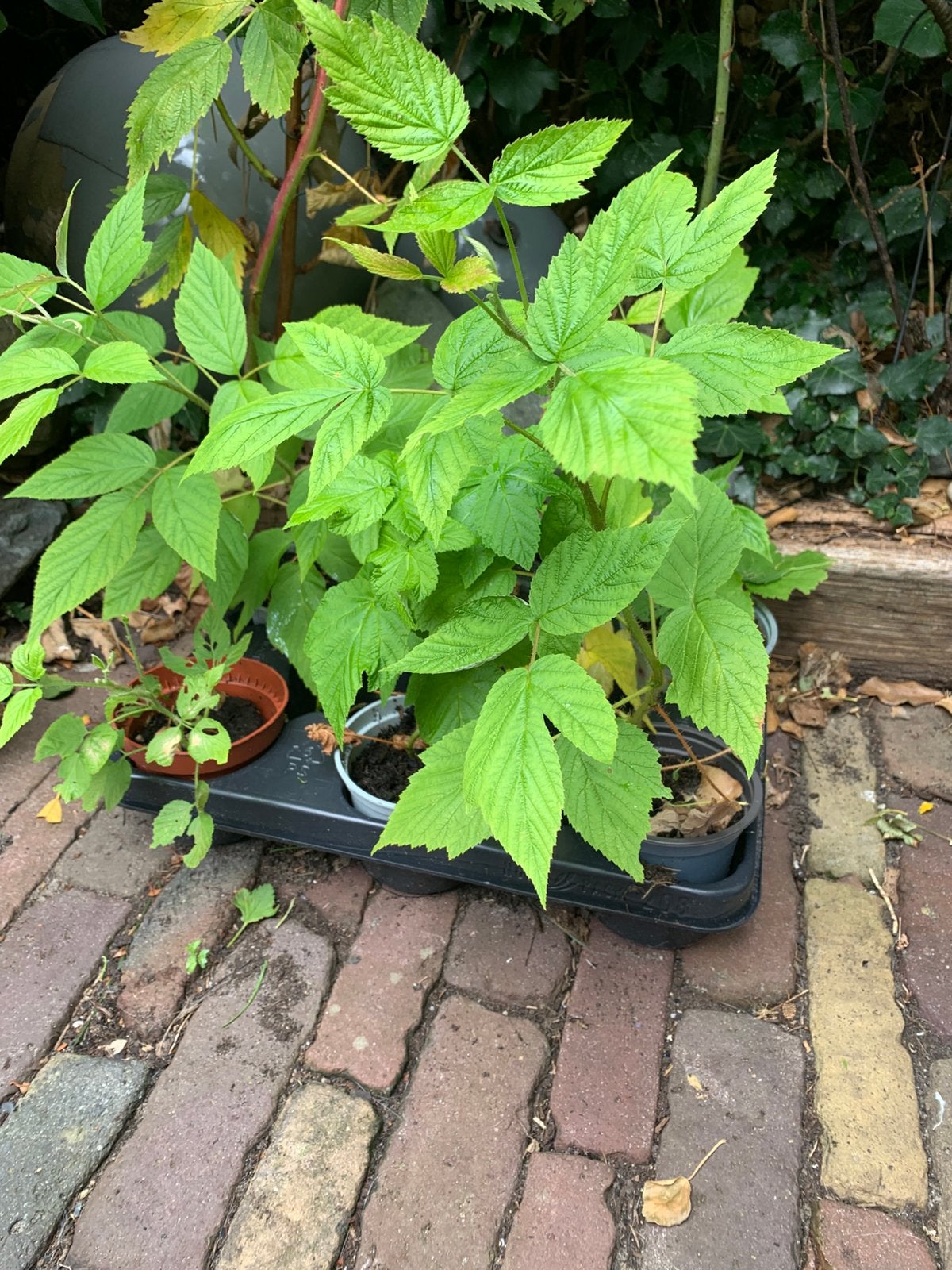 Frambozen struikjes 2 euro pstuk 3 voor 5 euro, Tuin en Terras, Ophalen of Verzenden, Eenjarig, Groenteplanten, Volle zon