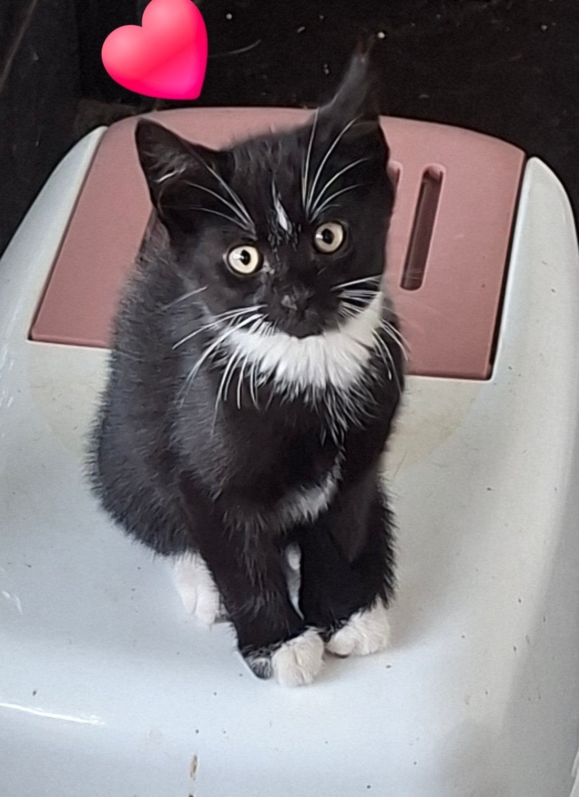 Lieve europese kortharige kittens/ jonge poesjes/katertjes, Kater, Ontwormd, 0 tot 2 jaar