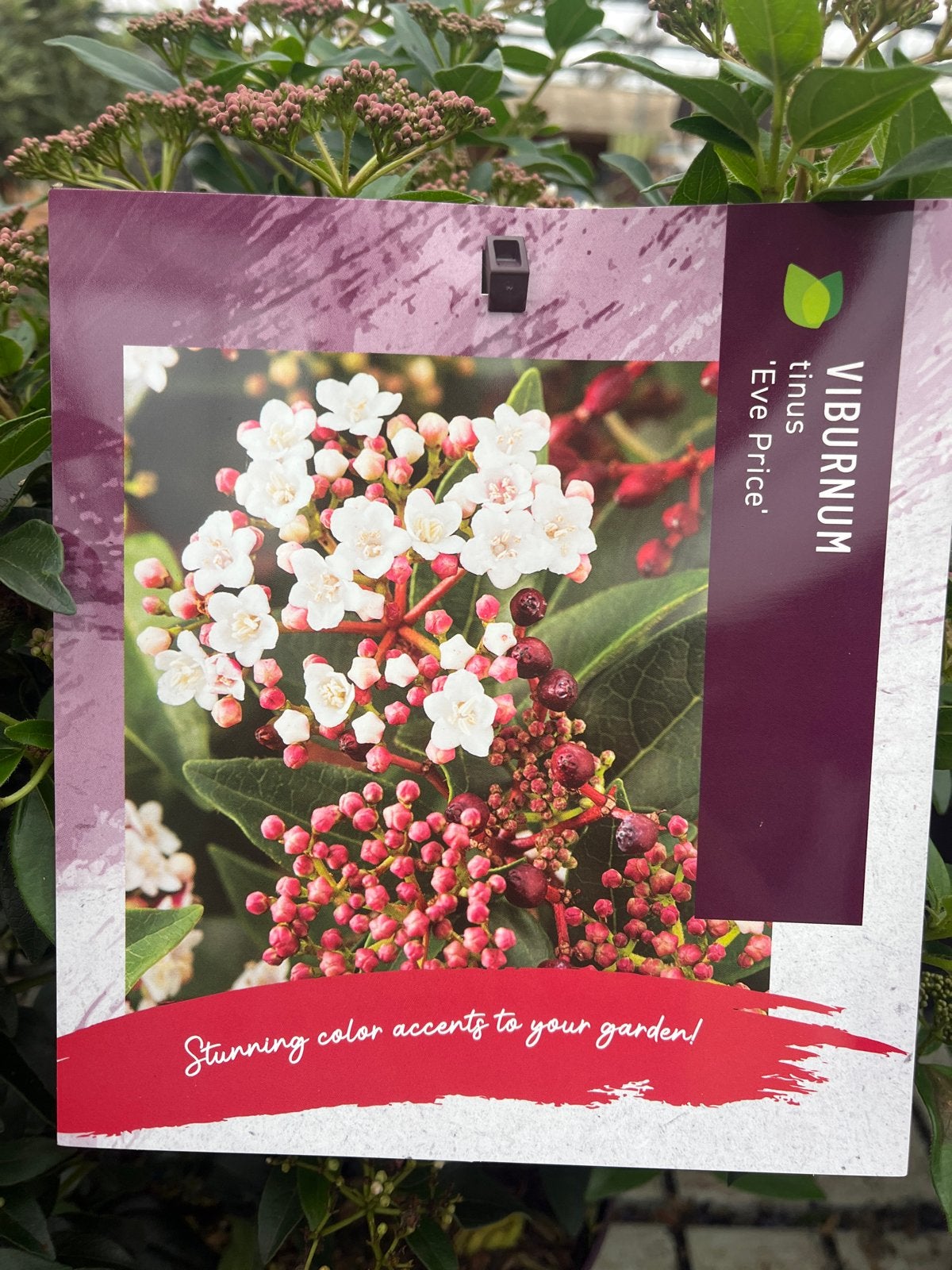 Viburnum tinus 'Eve Price' - Winterharde Sneeuwbal, Tuin en Terras, Overige soorten, Vaste plant, Ophalen of Verzenden, Halfschaduw