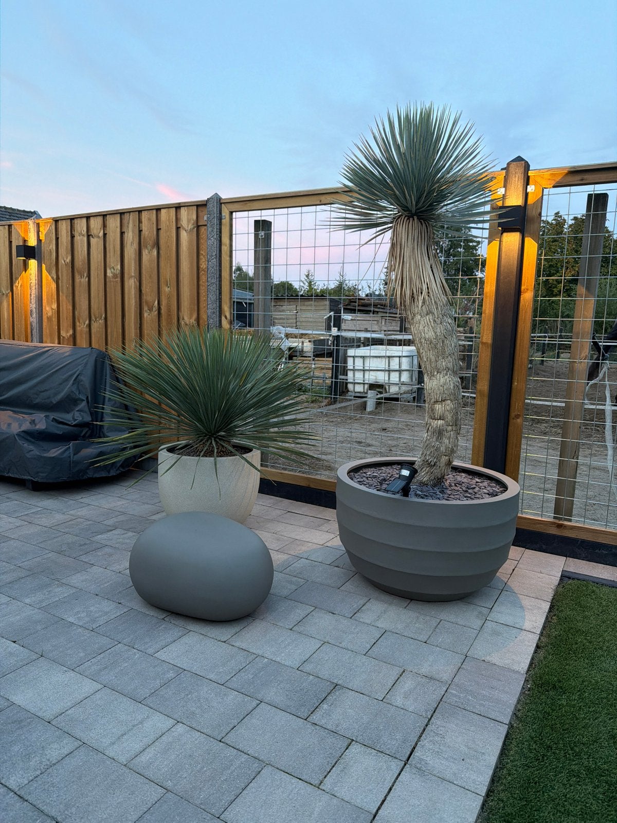 Yucca rostrata - Blauwe Yucca in pot ( luca lifestyle ), Volle zon, Vaste plant, Zomer, Ophalen