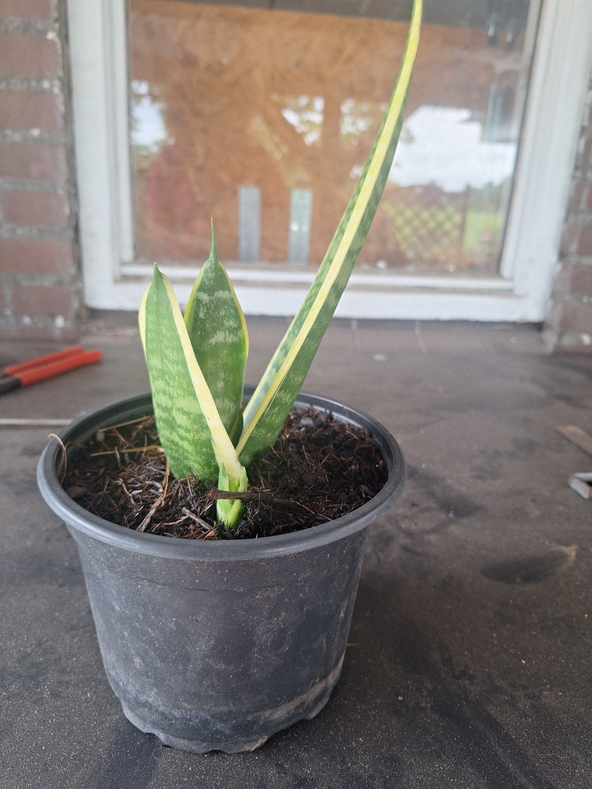 Sansevieria Vrouwentong - Sterke Kamerplant, Ophalen, Overige soorten, Halfschaduw, In pot