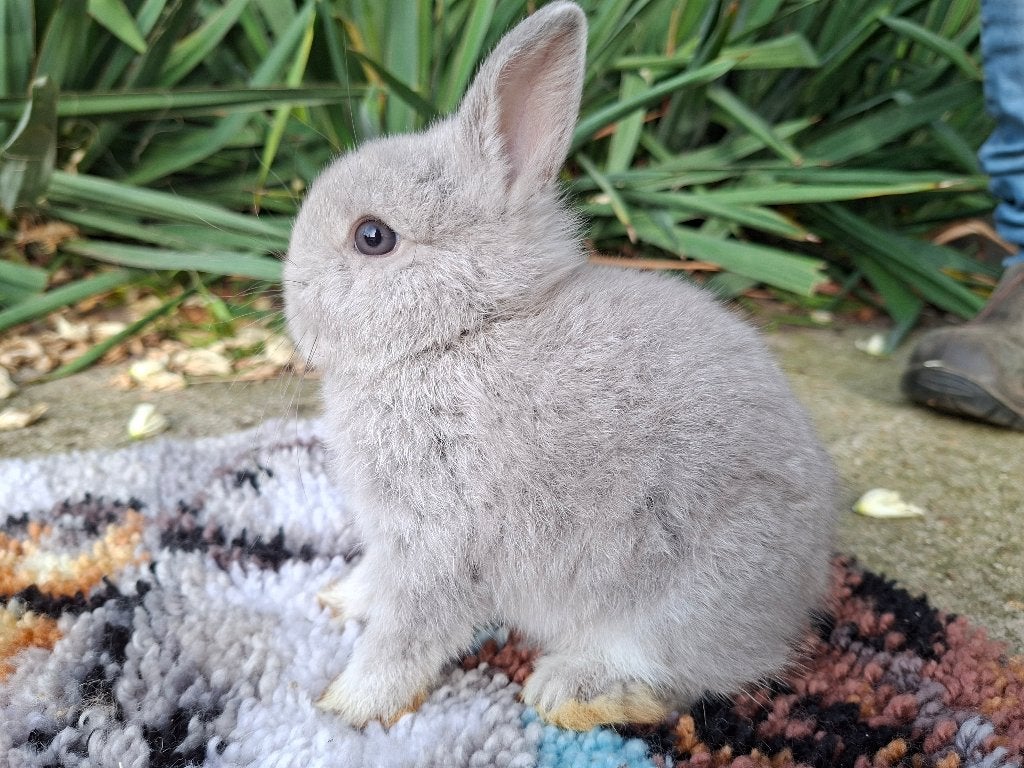 kleurdwerg, Mannelijk, Dwerg, 0 tot 2 jaar