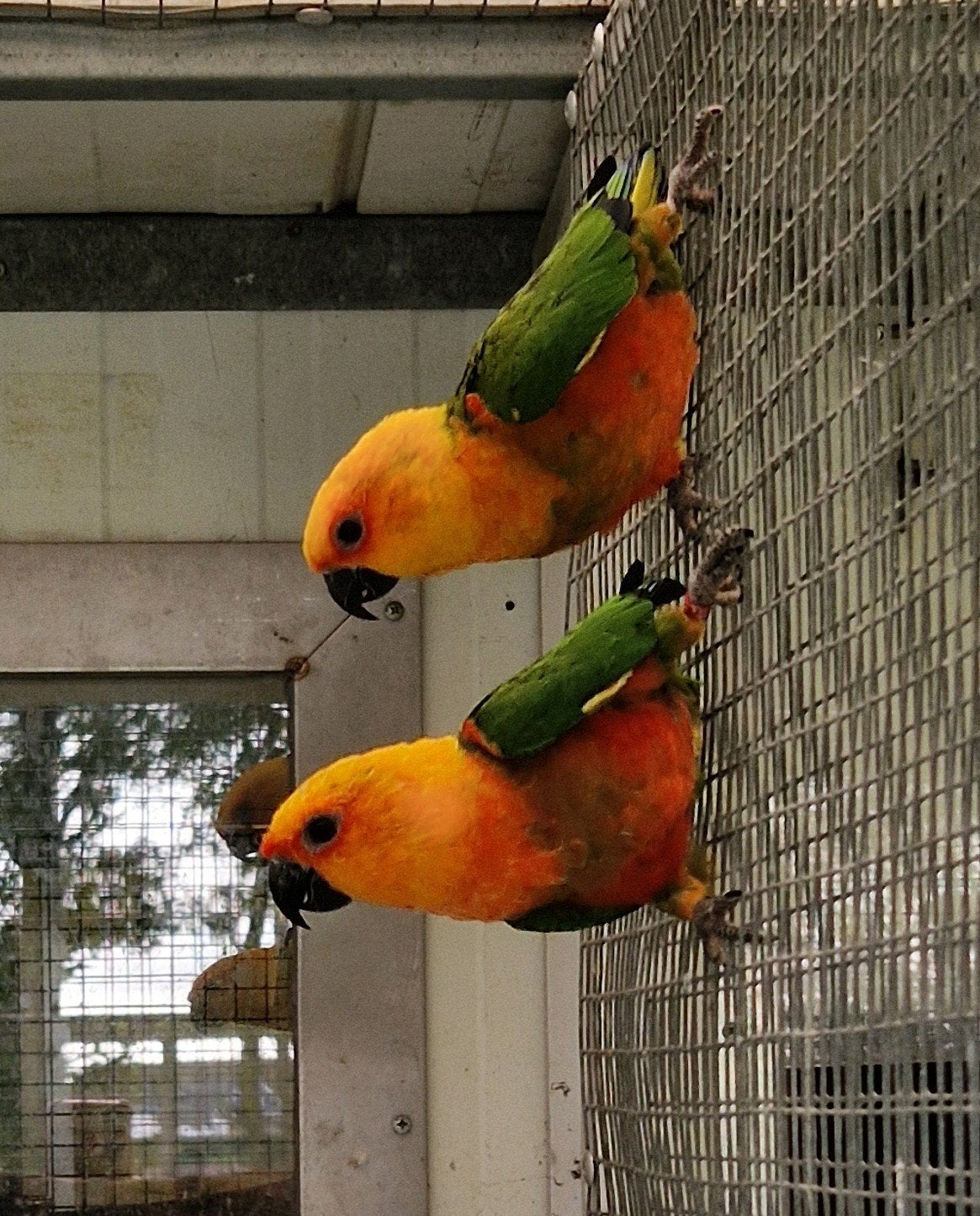 Bewezen koppel Jendaya parkieten, Dieren en Toebehoren