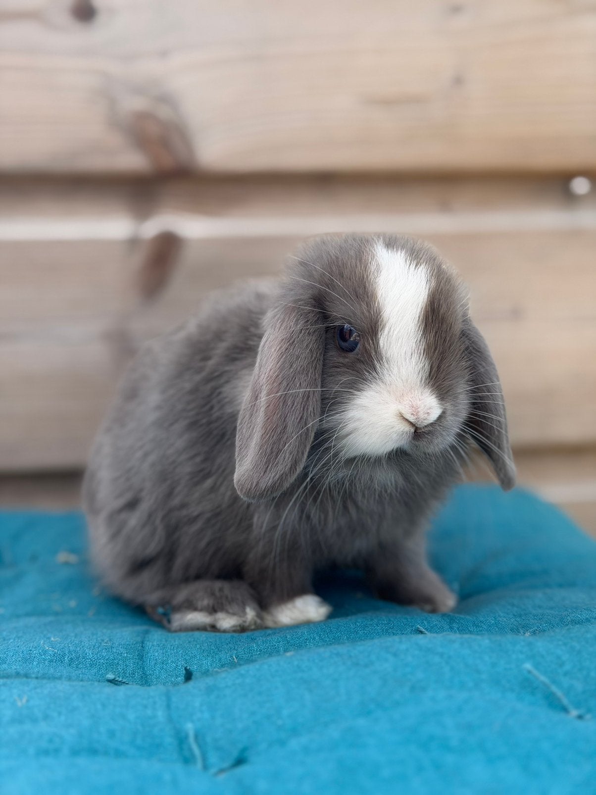 Prachtige raszuivere minilop konijntjes mogen verhuizen, Dieren en Toebehoren, Meerdere dieren, Dwerg, Hangoor, 0 tot 2 jaar