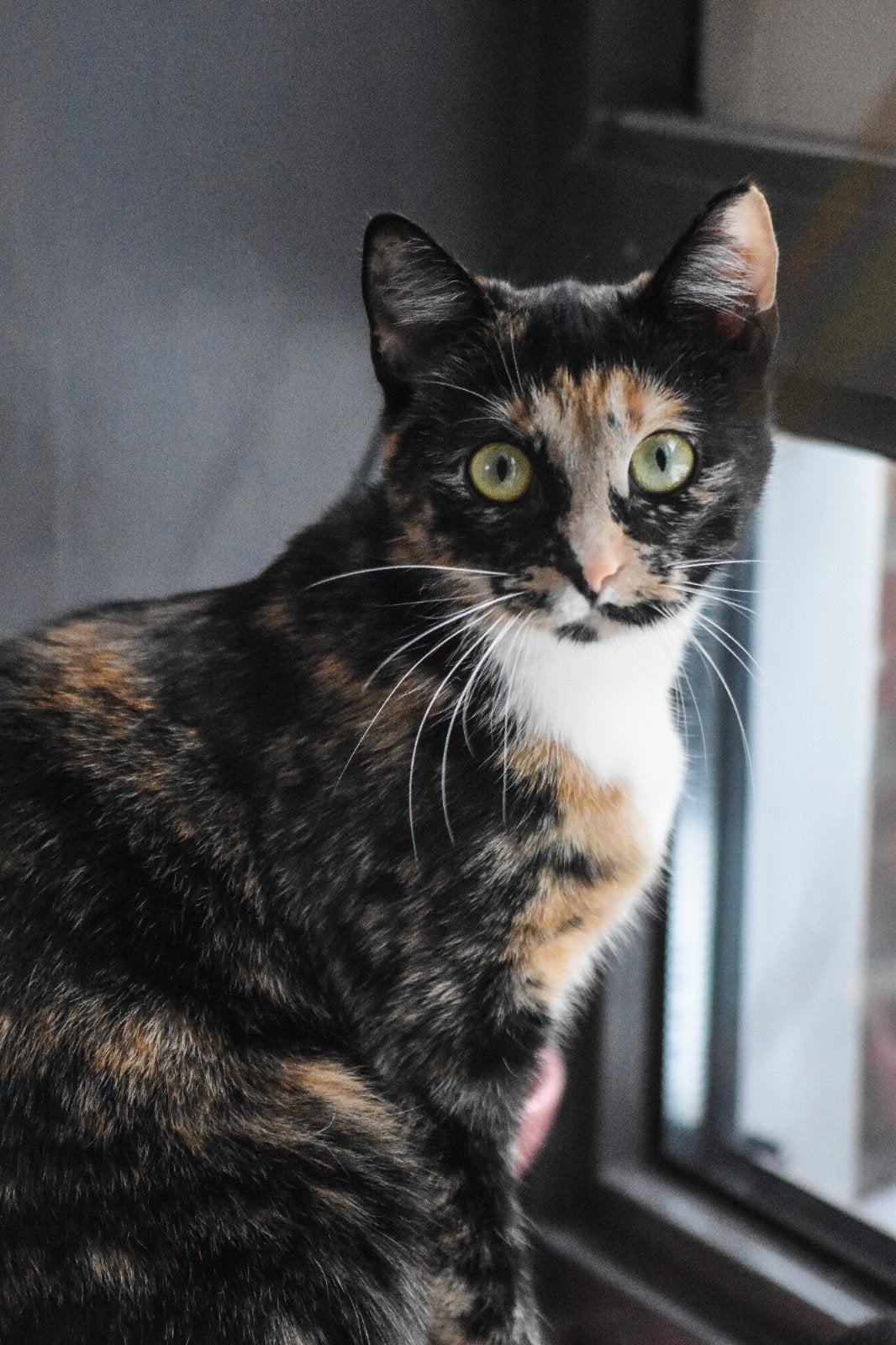 lieve Poes pip, Dieren en Toebehoren, Katten en Kittens | Overige Katten, Poes