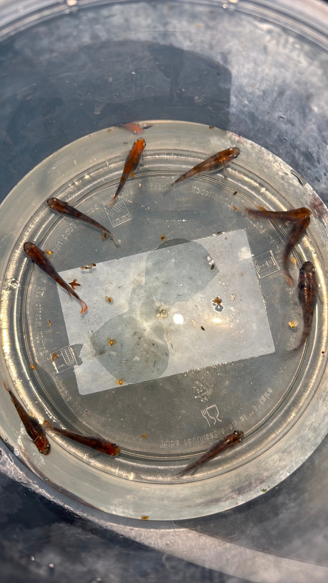 Mooie grote tricolor medaka 1,5 tot 2 cm, Karper of Koi