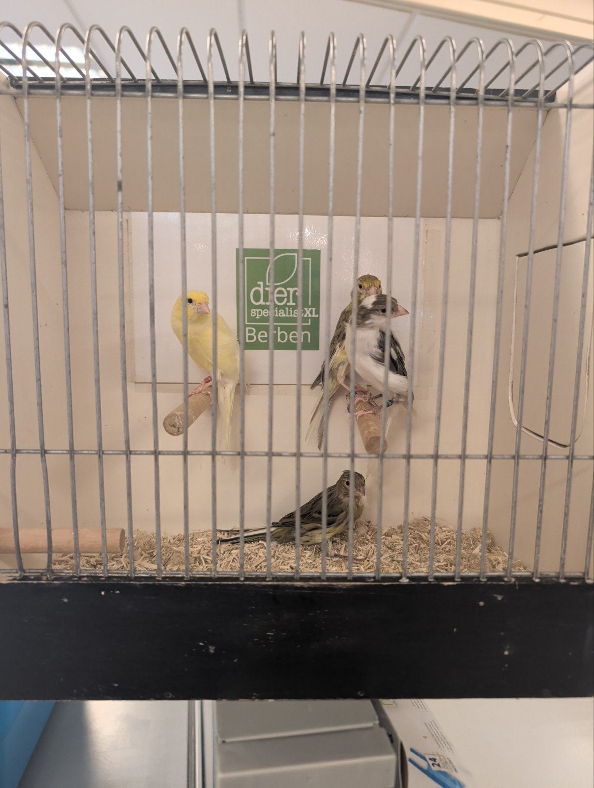 meerdere kleuren Scotsh Fany kanaries, Meerdere dieren, Kleurkanarie