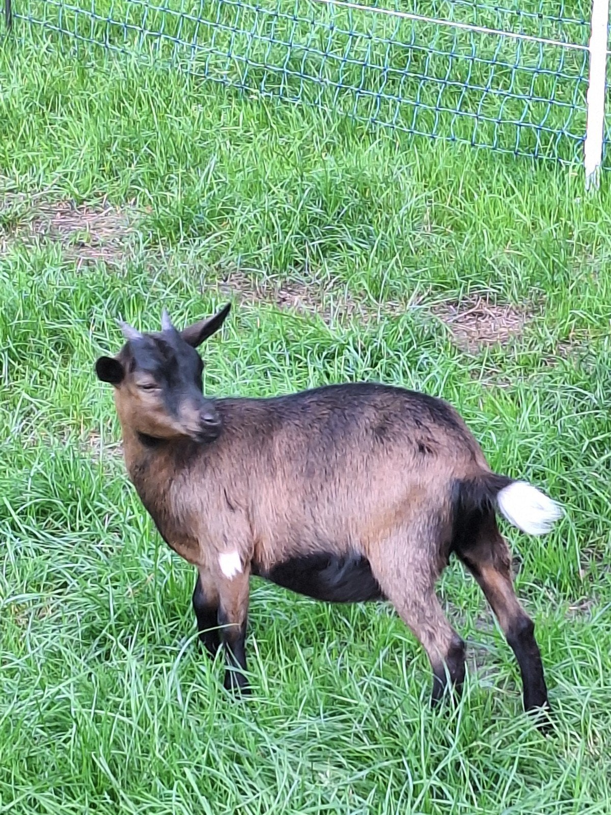 dwerggeit, Dieren en Toebehoren, Vrouwelijk, Geit
