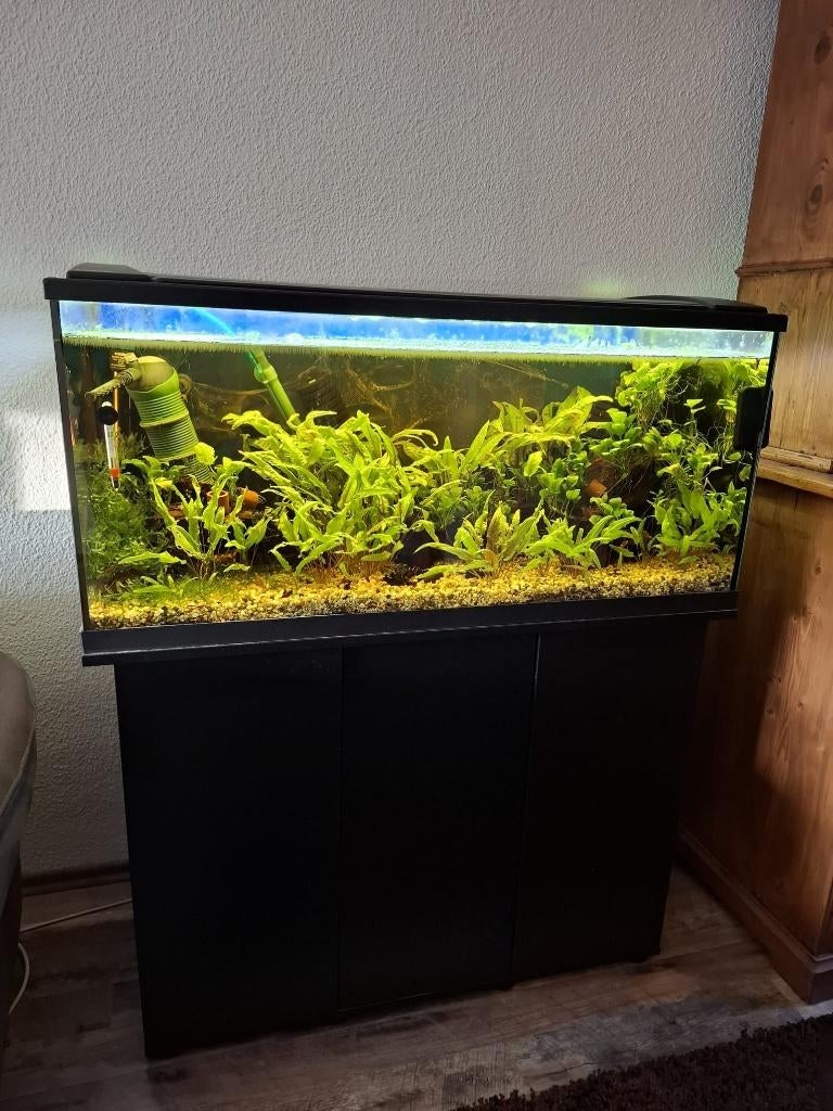 EHEIM Aquarium LED zwart 180 L + kast + vuurgarnalen/planten, Ophalen, Gebruikt, Gevuld zoetwateraquarium, Inclusief vissen