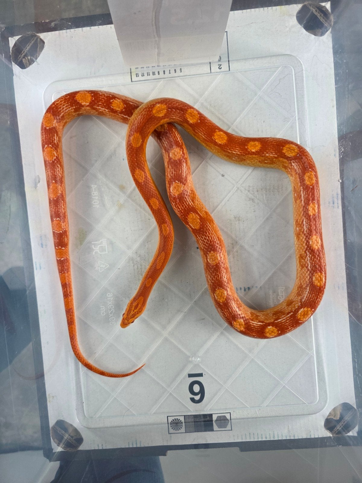 3 rattenslangen vrouwen Rat Snake photo 3