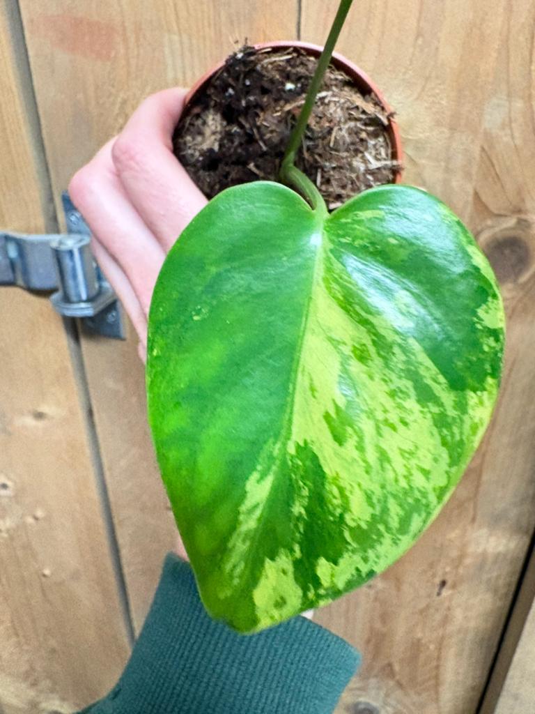 Monstera deliciosa variegata plant large form mint lemon, Ophalen of Verzenden, Halfschaduw, Minder dan 100 cm