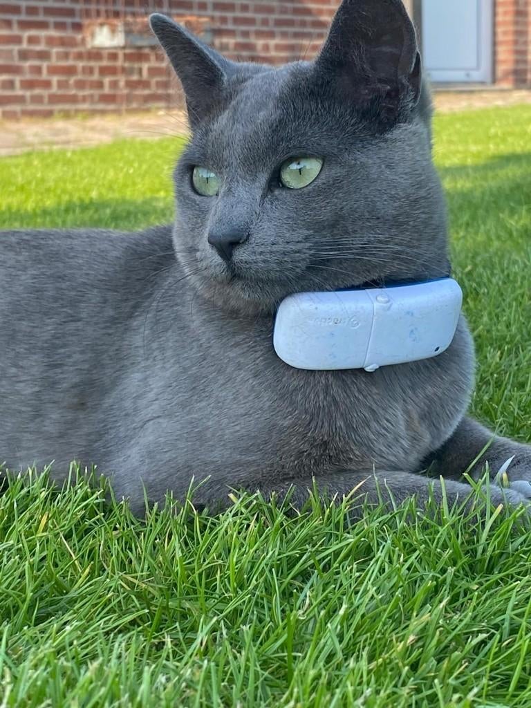 Super Lieve Aanhankelijke Blauwe Rus Poes, Poes, Gechipt, 3 tot 5 jaar