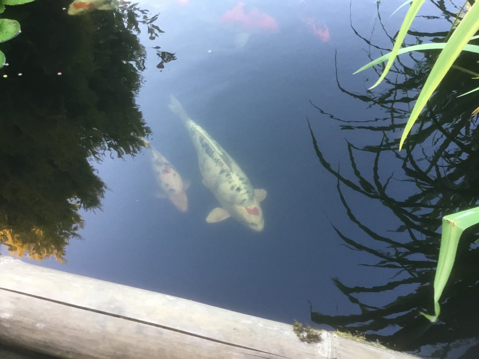 Mooie grote koykarper denk 60 cm, Dieren en Toebehoren, Vissen | Vijvervissen, Karper of Koi