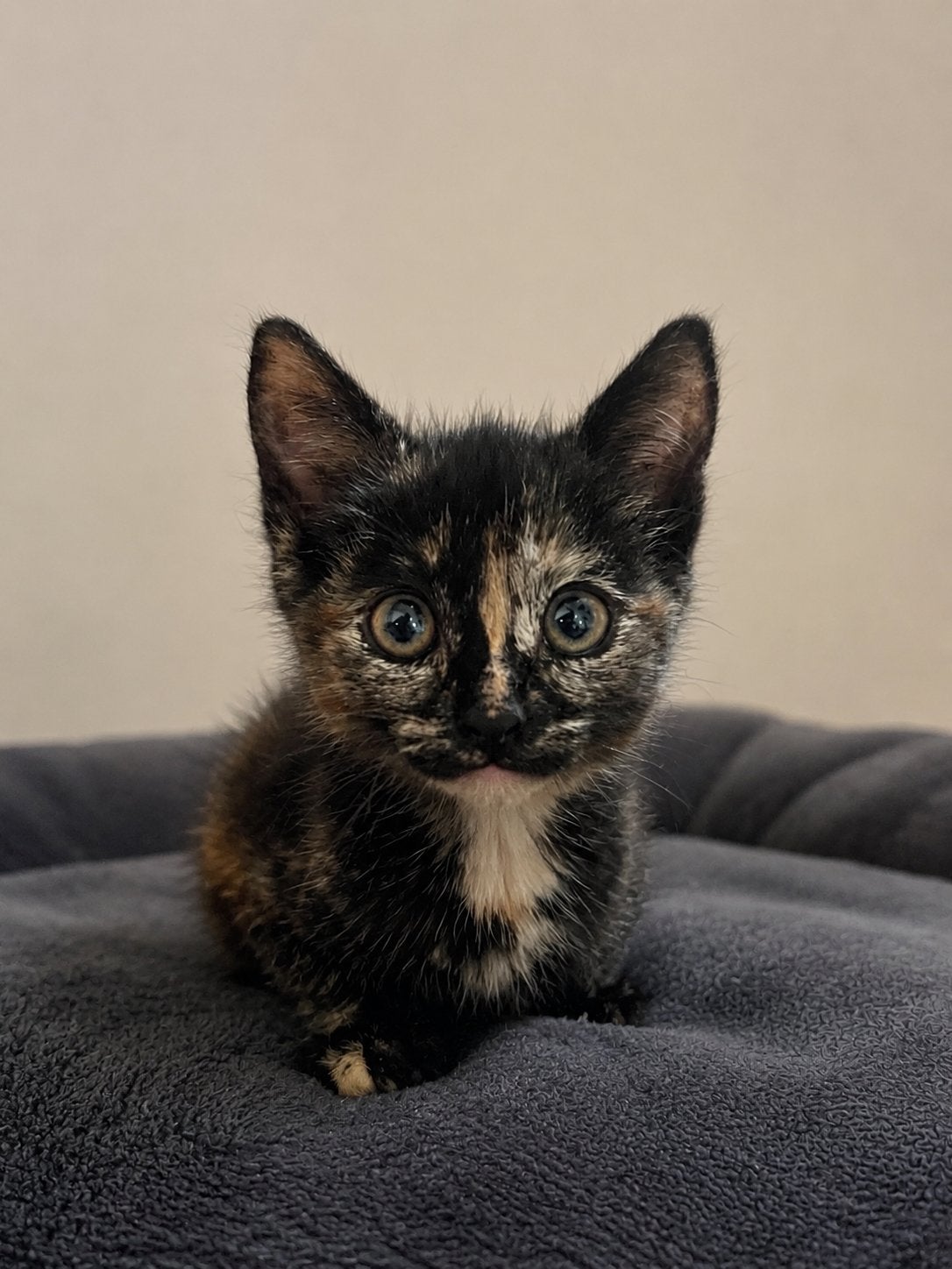 Lieve kittens te koop!, Dieren en Toebehoren, Katten en Kittens | Overige Katten, Meerdere dieren