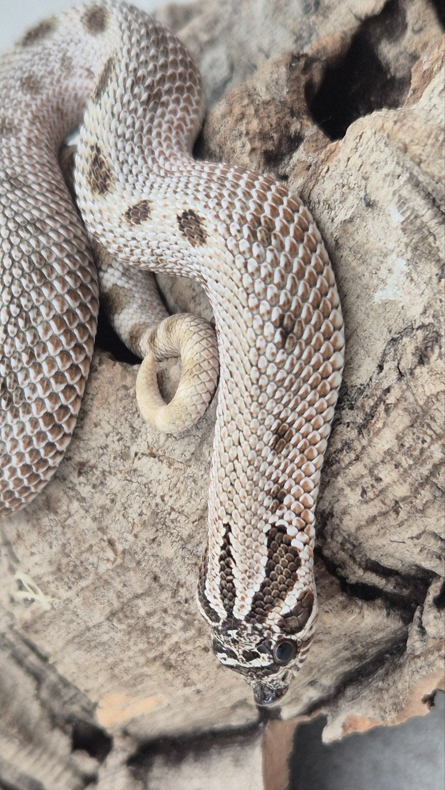 Haakneuslang Hognose Snake photo 5
