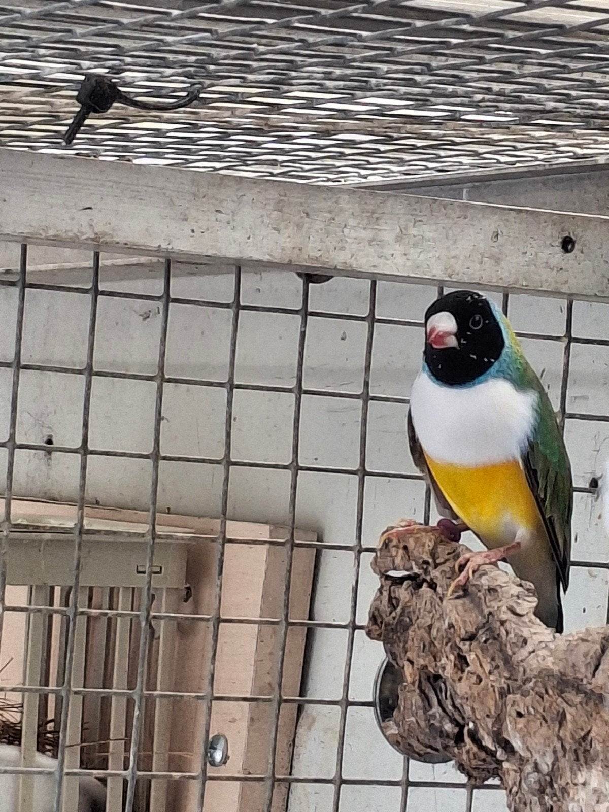 Gouldamadine man 2025, Dieren en Toebehoren, Vogels | Overige Vogels, Mannelijk