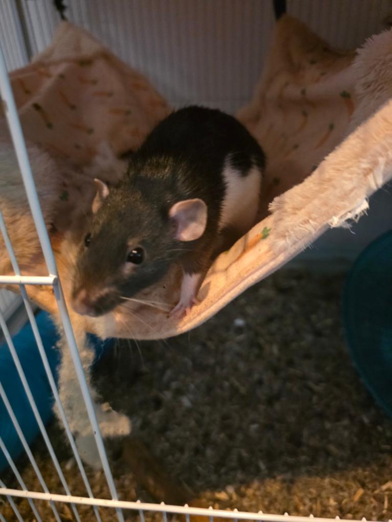 2 tamme ratten vrouwtjes, Dieren en Toebehoren, Knaagdieren, Rat, Vrouwelijk, Tam, Oktober