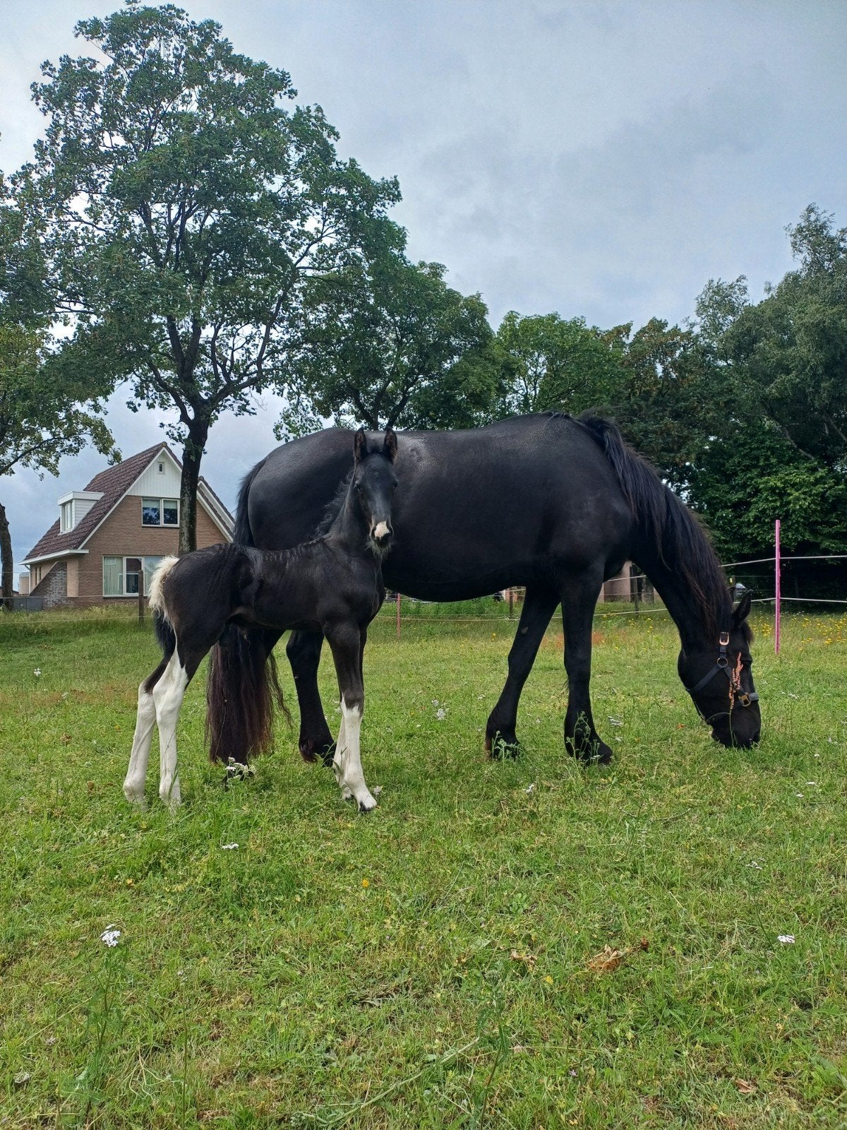 ️Oreo (barock pinto hengst veulen), Dieren en Toebehoren, Hengst, Niet van toepassing, Minder dan 160 cm, 0 tot 2 jaar