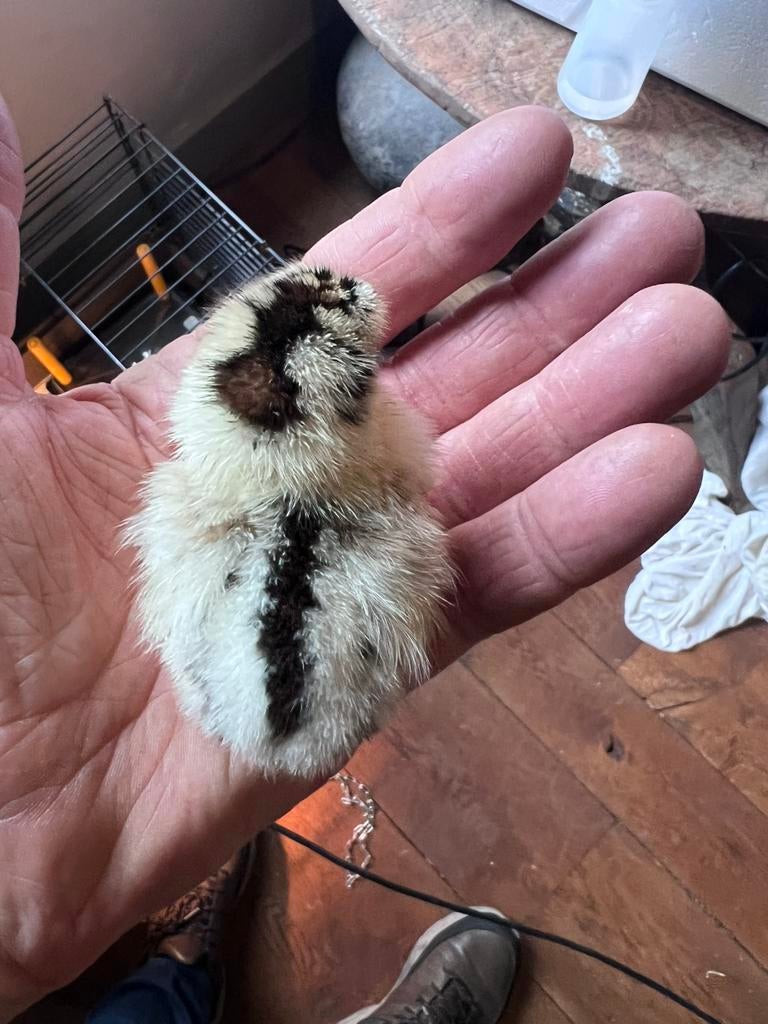 Prachtige kuikens vh Friese Hoen. Mooie toompjes te maken., Dieren en Toebehoren, Pluimvee, Vrouwelijk, Kip