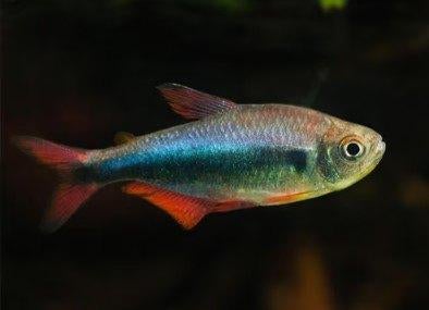 Hyphessobrycon blue red peru - Koidream Valburg, Dieren en Toebehoren, Vissen | Aquariumvissen, Vis, Zoetwatervis